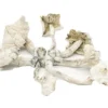 Albino Cambodian Psilocybe Cubensis